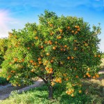 Mandarine Trees (Citrus reticulata) | Plants
