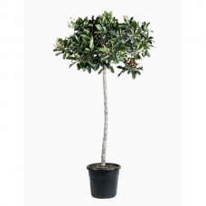 Μουσμουλιές Δέντρα (Eriobotrya japonica) | Καρποφόρα