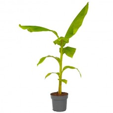 Japanese Banana (Musa japonica-syn. Musa basjoo) Plant - Tropical Ornamental Plants
