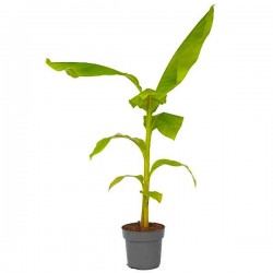 Japanese Banana (Musa japonica-syn. Musa basjoo) Plant - Tropical Ornamental Plants