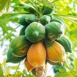 Παπάγια (Carica papaya) Φυτό σε Γλάστρα - Τροπικά Καρποφόρα Δέντρα-Παπάγιες
