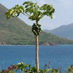 Παπάγια (Carica papaya) Φυτό σε Γλάστρα - Τροπικά Καρποφόρα Δέντρα-Παπάγιες