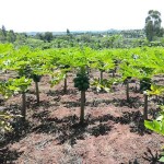 Παπάγια (Carica papaya) Φυτό σε Γλάστρα - Τροπικά Καρποφόρα Δέντρα-Παπάγιες