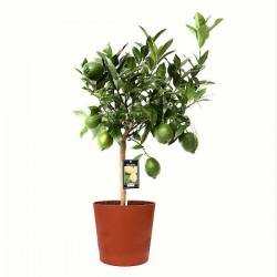 Bergamot Orange (Citrus bergamia) Tree - Citrus Trees Bergamot Orange (Citrus bergamia) Tree - Citrus Trees