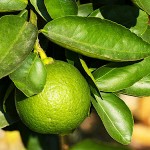 Περγαμόντο Δέντρο ή Περγαμοντιά (Citrus bergamia) Καρποφόρο - Εσπεριδοειδή Δέντρα
