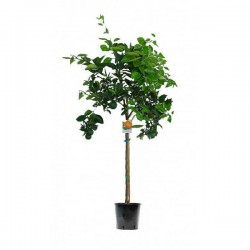 Πορτοκαλιά (Citrus × sinensis) Δέντρο | Ξινά 