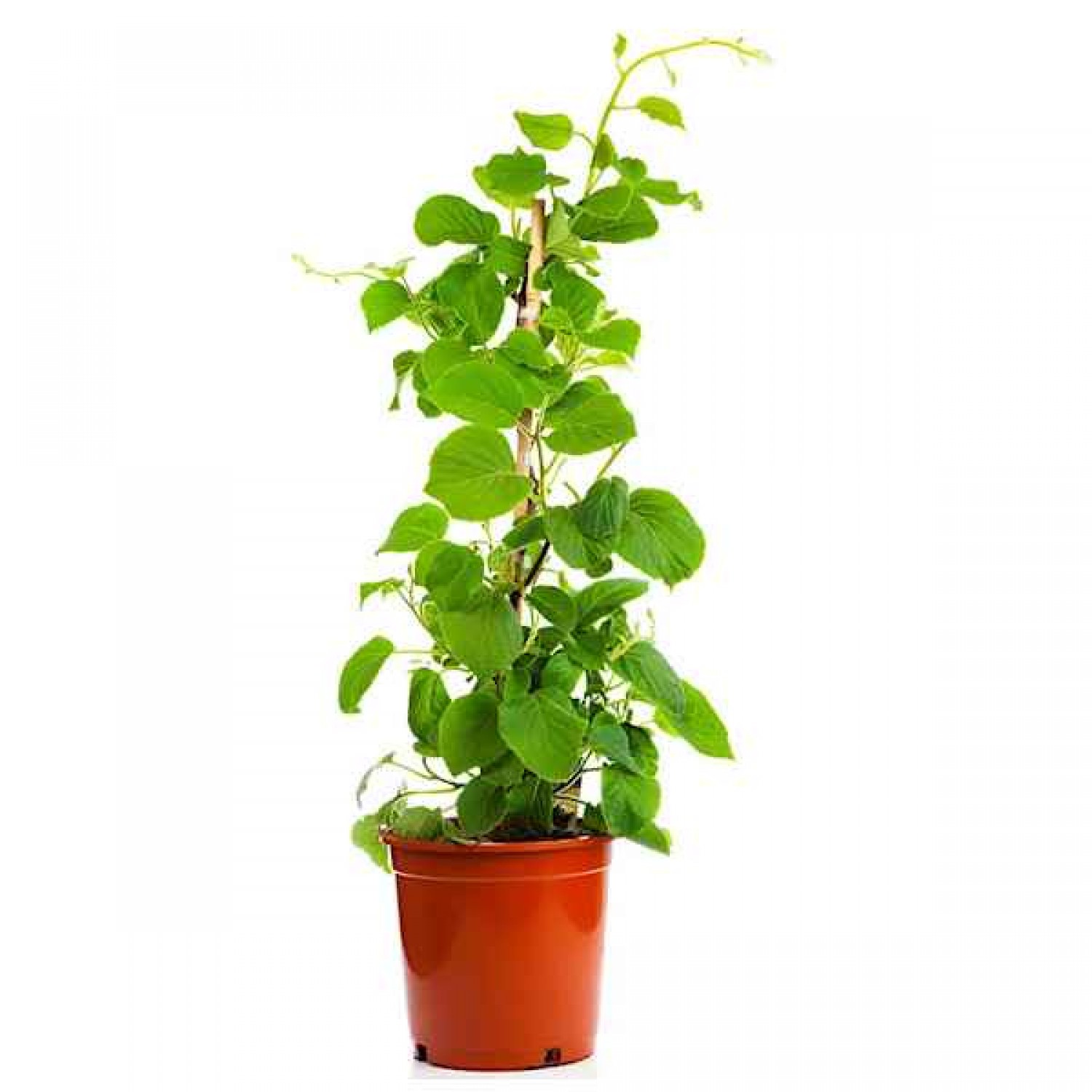 Grafted Fuzzy Kiwifruit (Actinidia deliciosa) Plant