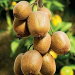 Grafted Fuzzy Kiwifruit (Actinidia deliciosa) Plant