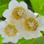 Grafted Fuzzy Kiwifruit (Actinidia deliciosa) Plant