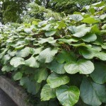 Grafted Fuzzy Kiwifruit (Actinidia deliciosa) Plant