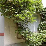 Grafted Fuzzy Kiwifruit (Actinidia deliciosa) Plant