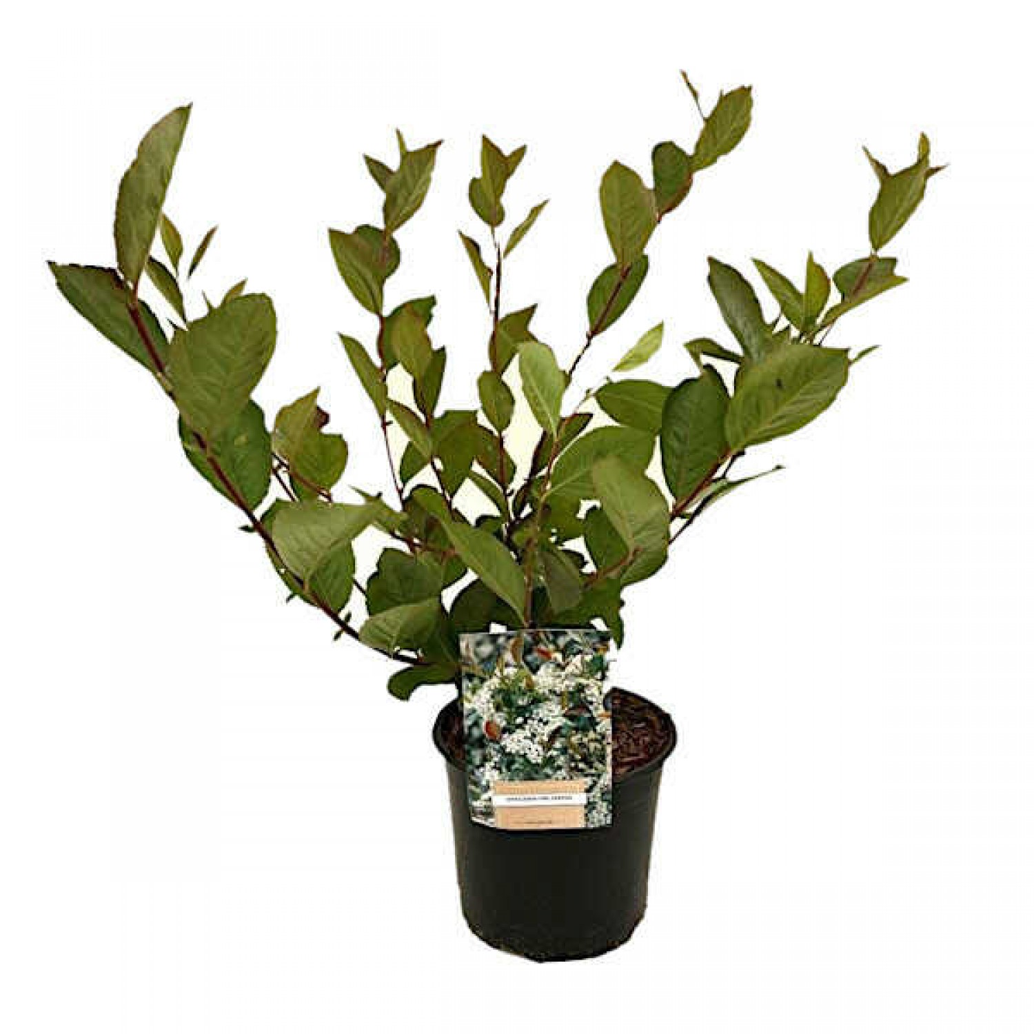 Black Chokeberry (Aronia melanocarpa) Bush