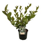Black Chokeberry (Aronia melanocarpa) Bush
