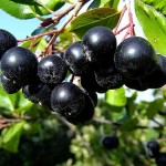 Black Chokeberry (Aronia melanocarpa) Bush