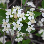 Black Chokeberry (Aronia melanocarpa) Bush