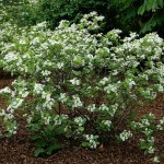Black Chokeberry (Aronia melanocarpa) Bush