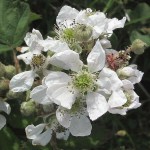 Shrubby Blackberry (Rubus fruticosus) Bush