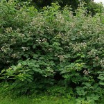 Shrubby Blackberry (Rubus fruticosus) Bush