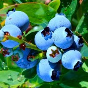 Small Fruit Bushes - Superfoods Plants