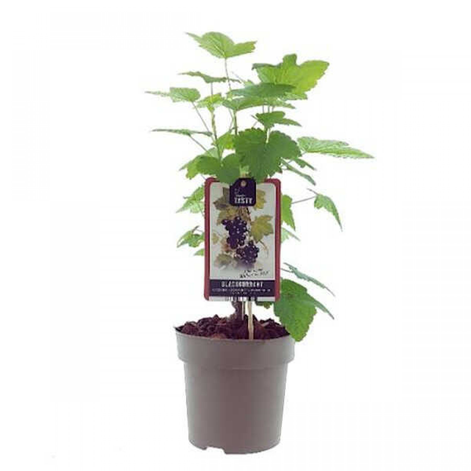 European Black Currant or Blackcurrant (Ribes nigrum) Bush