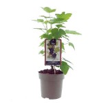 European Black Currant or Blackcurrant (Ribes nigrum) Bush