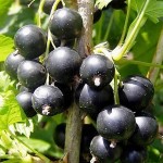 European Black Currant or Blackcurrant (Ribes nigrum) Bush