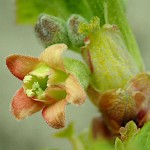 European Black Currant or Blackcurrant (Ribes nigrum) Bush