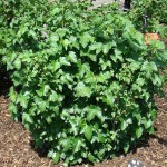 European Black Currant or Blackcurrant (Ribes nigrum) Bush