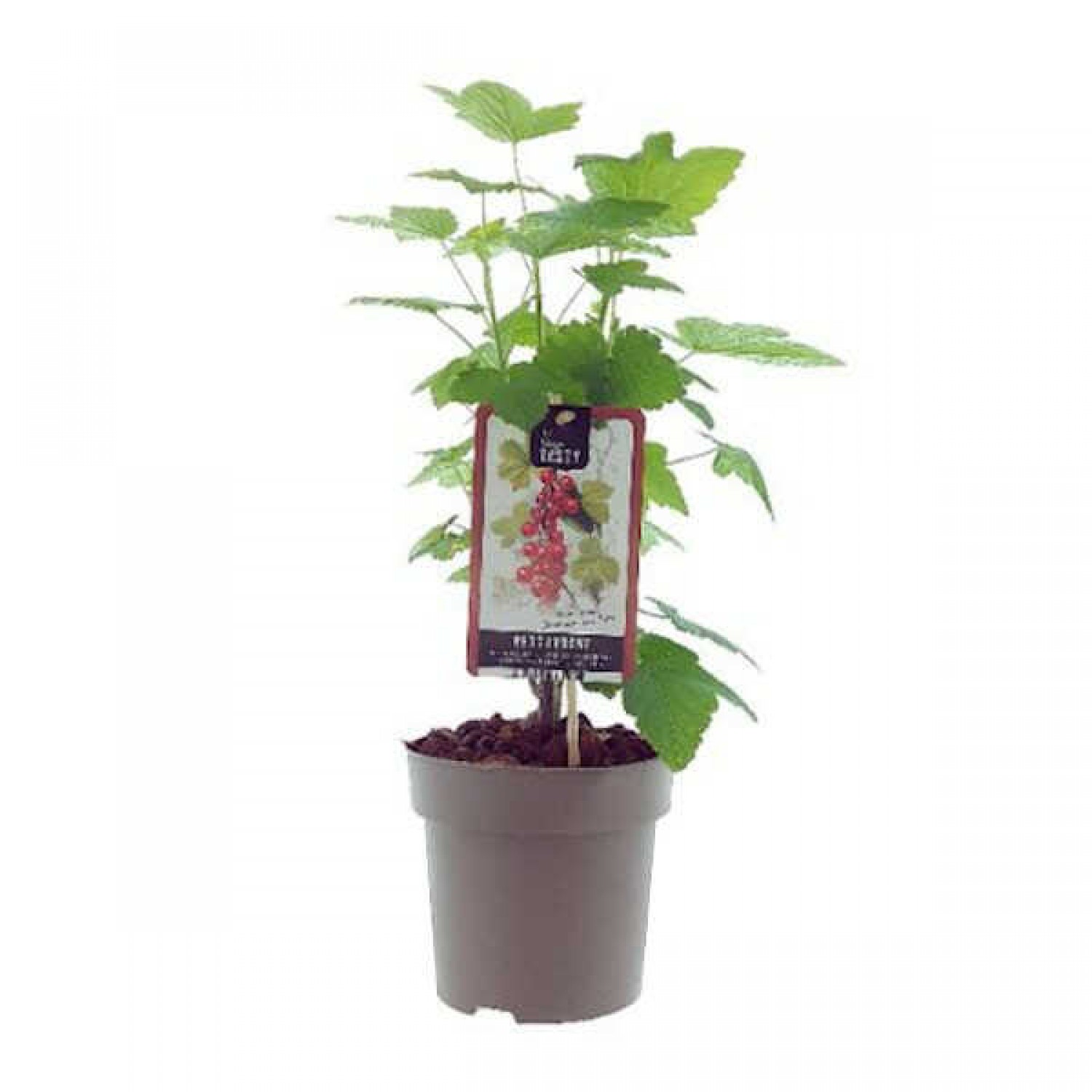Red Currant or Redcurrant (Ribes rubrum) Bush