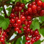 Red Currant or Redcurrant (Ribes rubrum) Bush