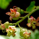 Red Currant or Redcurrant (Ribes rubrum) Bush