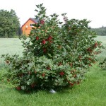 Red Currant or Redcurrant (Ribes rubrum) Bush
