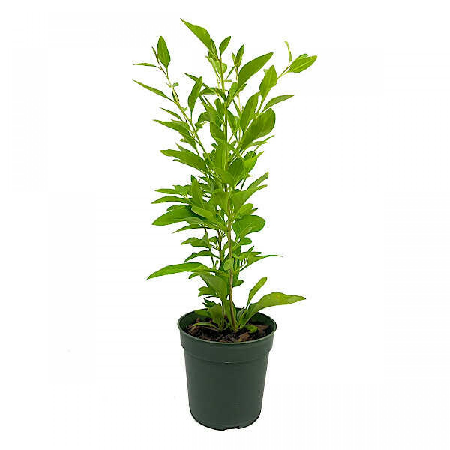 Chinese Wolfberry or Goji Berry (Lycium barbarum) Bush