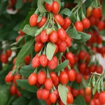 Chinese Wolfberry or Goji Berry (Lycium barbarum) Bush