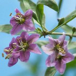 Chinese Wolfberry or Goji Berry (Lycium barbarum) Bush