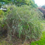 Chinese Wolfberry or Goji Berry (Lycium barbarum) Bush