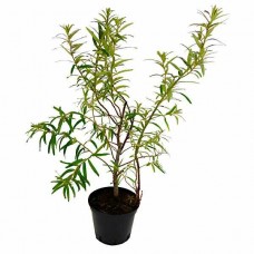 Sea Buckthorn Shrub (Hippophae rhamnoides)