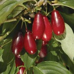 Cornelian Cherry Dogwood (Cornus mas) Bush