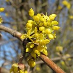 Cornelian Cherry Dogwood (Cornus mas) Bush