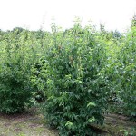 Cornelian Cherry Dogwood (Cornus mas) Bush