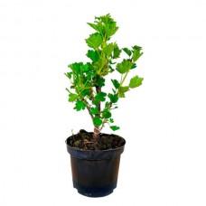 European Gooseberry (Ribes uva-crispa) Bush
