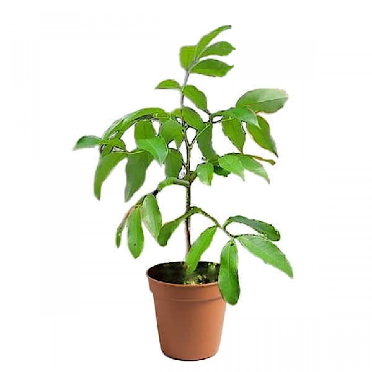 Lychee (Litchi chinensis) Fruit Tree - Superfruit Trees