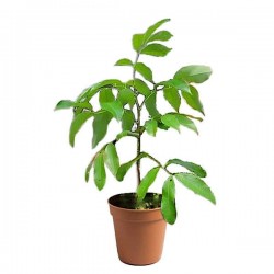 Lychee (Litchi chinensis) Fruit Tree - Superfruit Trees