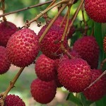Lychee (Litchi chinensis) Fruit Tree - Superfruit Trees