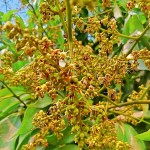 Lychee (Litchi chinensis) Fruit Tree - Superfruit Trees