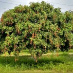 Lychee (Litchi chinensis) Fruit Tree - Superfruit Trees