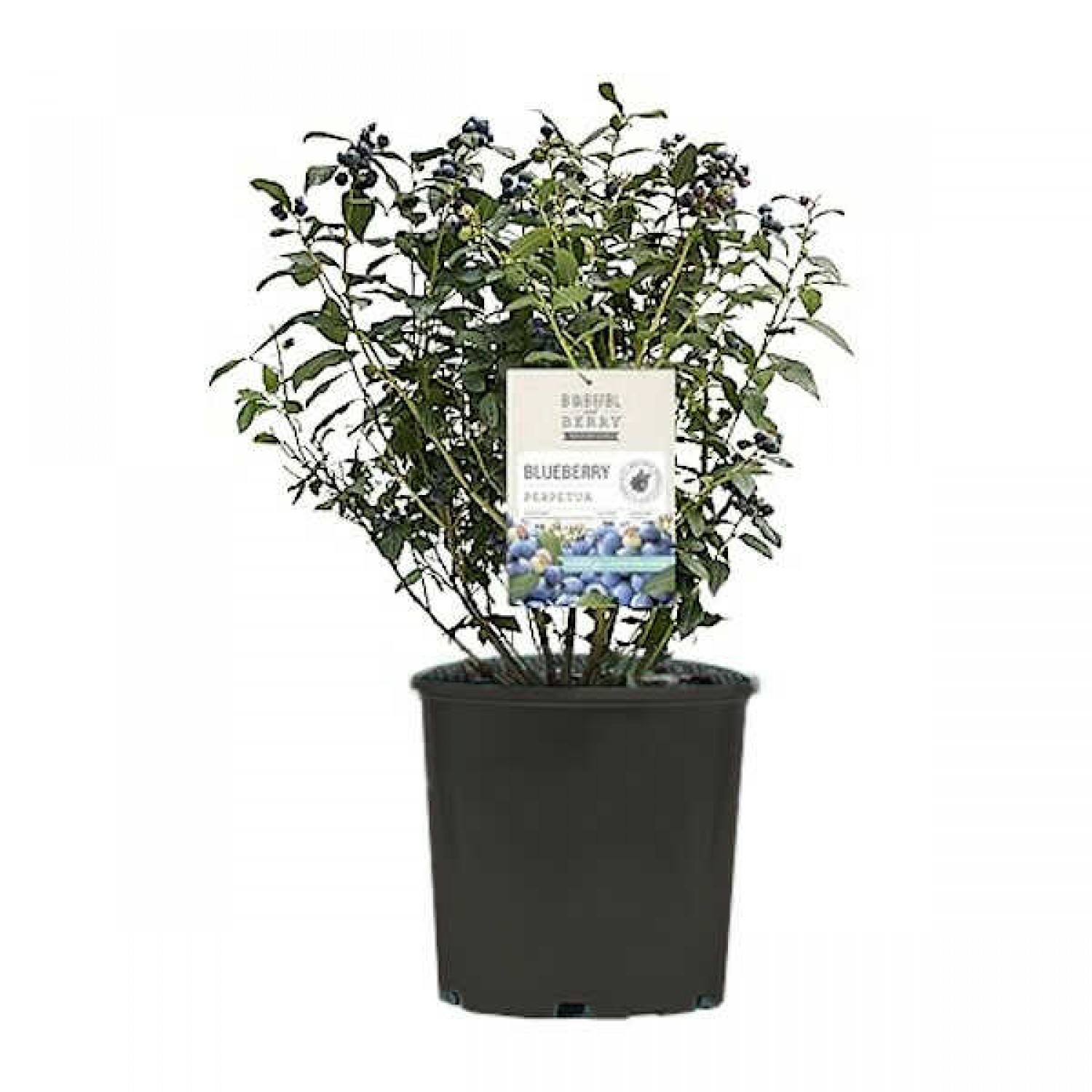 European Blueberry-Bilberry (Vaccinium myrtillus) Bush