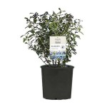European Blueberry-Bilberry (Vaccinium myrtillus) Bush