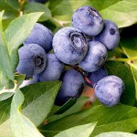 European Blueberry-Bilberry (Vaccinium myrtillus) Bush