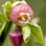 European Blueberry-Bilberry (Vaccinium myrtillus) Bush